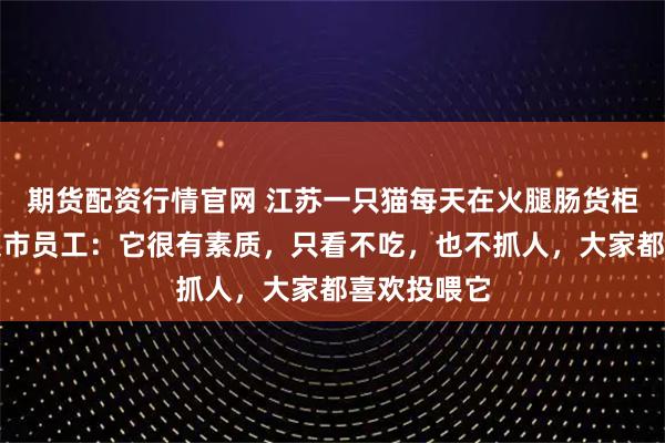 期货配资行情官网 江苏一只猫每天在火腿肠货柜前蹲守，超市员工：它很有素质，只看不吃，也不抓人，大家都喜欢投喂它